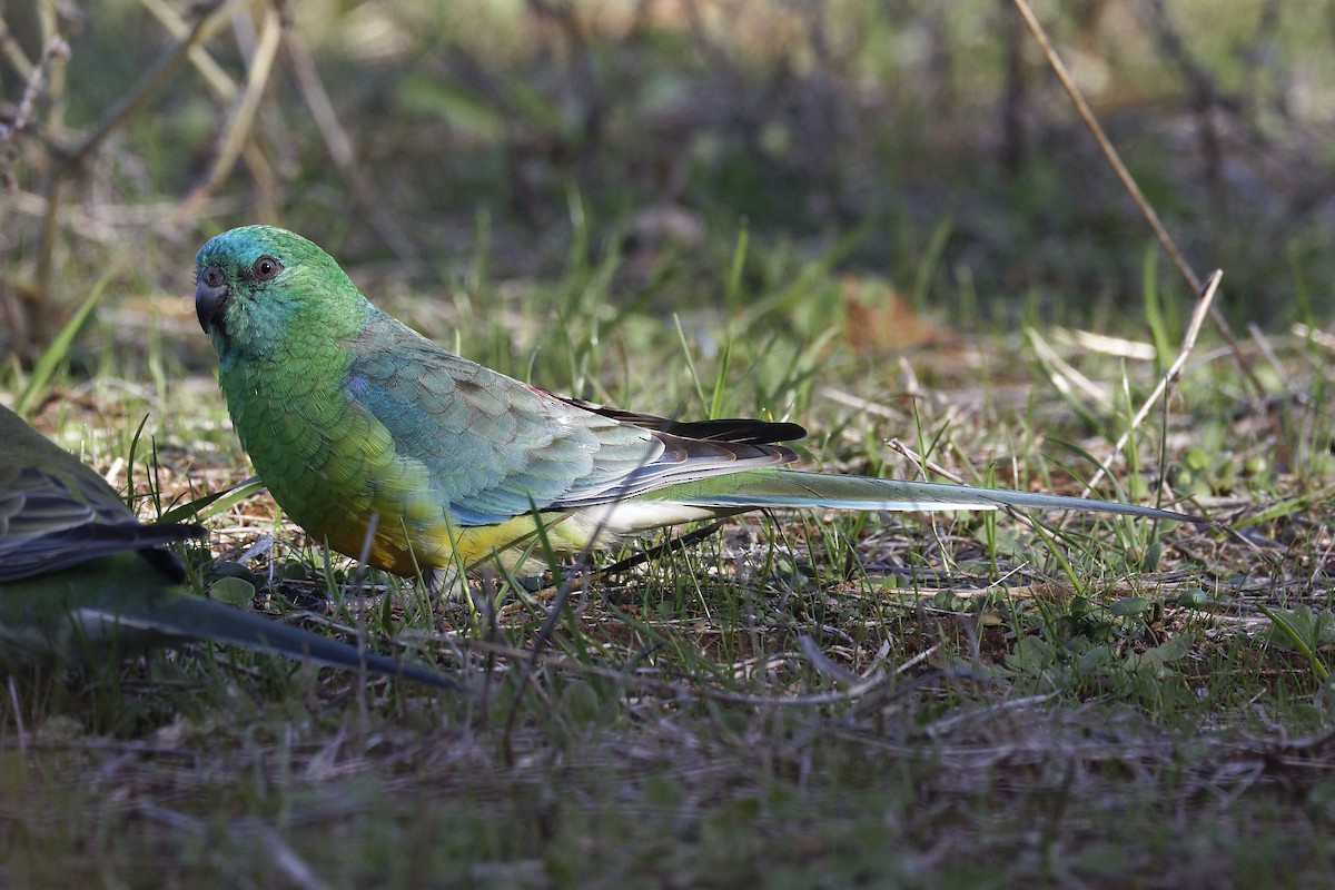Red-rumped Parrot - Paul Barden