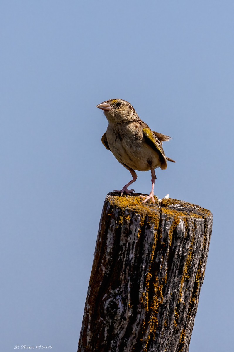 Grasshopper Sparrow - Paul Roisen