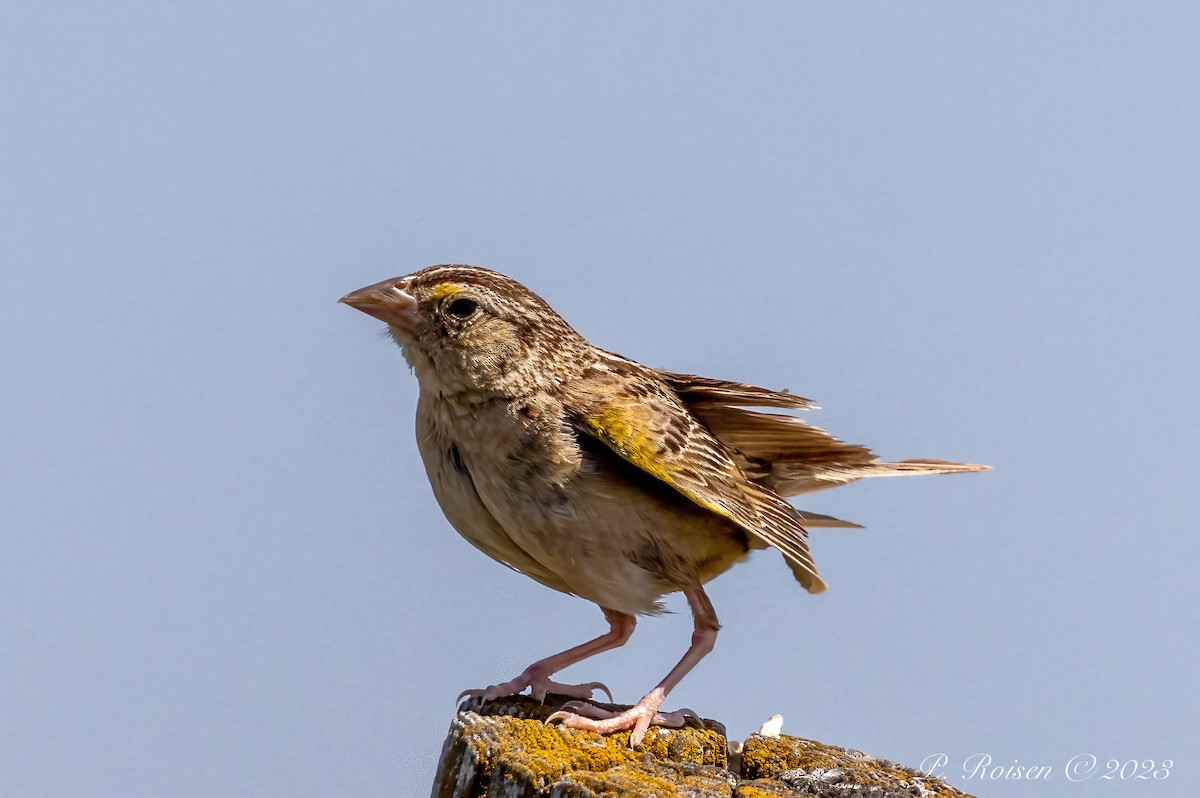 Grasshopper Sparrow - Paul Roisen