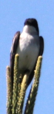 Eastern Kingbird - ML619587611