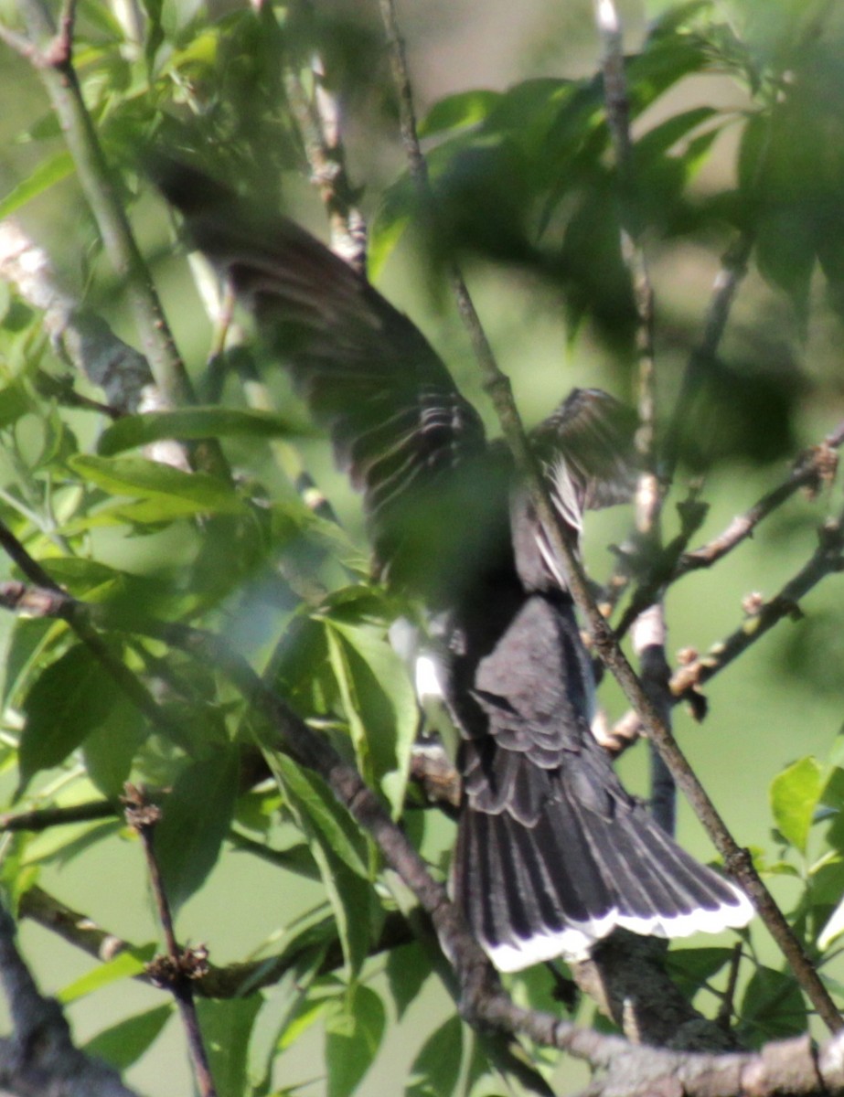 Eastern Kingbird - ML619587612