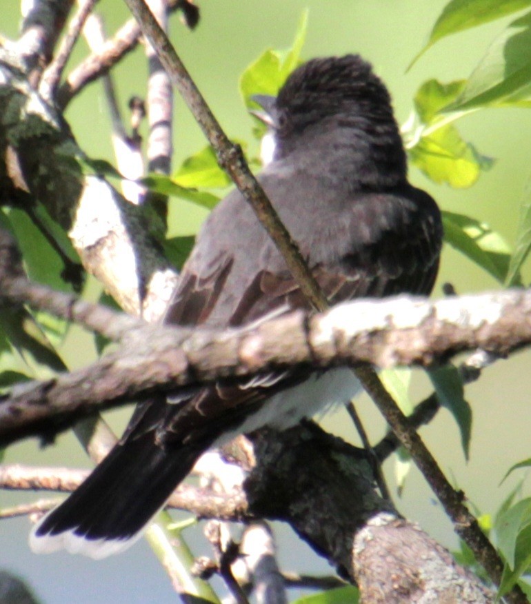 Eastern Kingbird - ML619587613