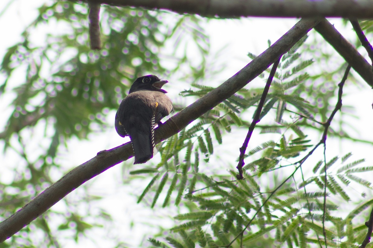 Gartered Trogon - Adalberto Gonzalez