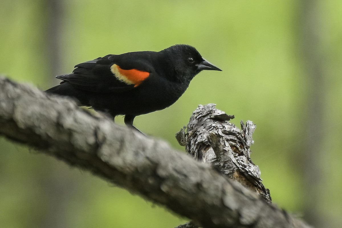 Red-winged Blackbird - Chris Griffin