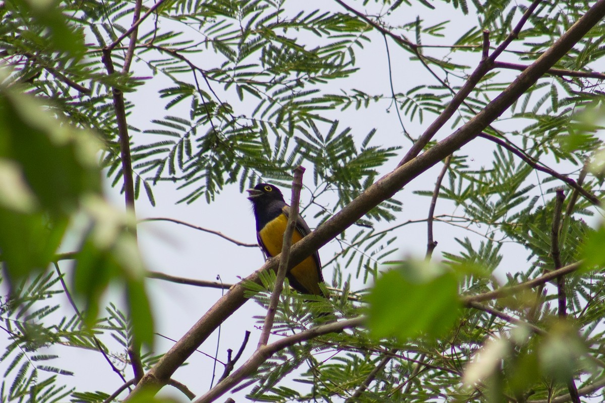 Gartered Trogon - Adalberto Gonzalez