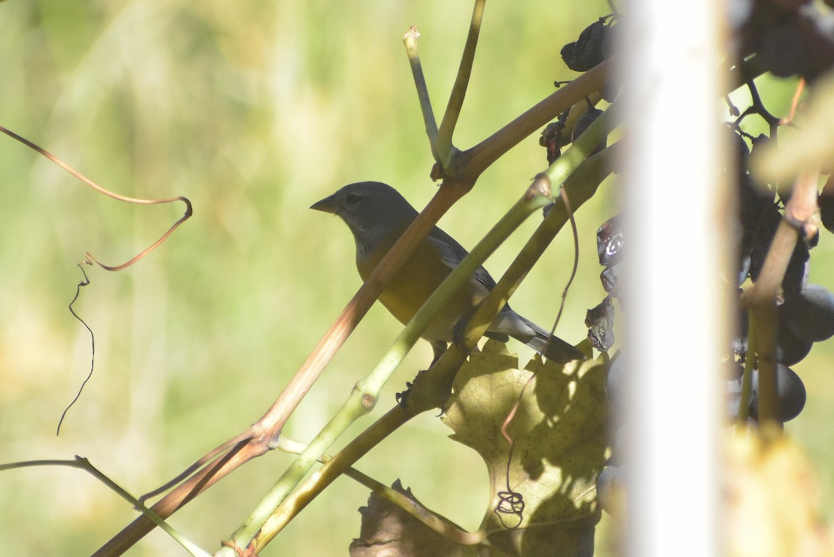 Gray-hooded Sierra Finch - ML619587621