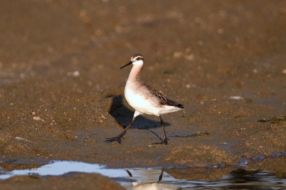 Wilson's Phalarope - Finn O’Brien