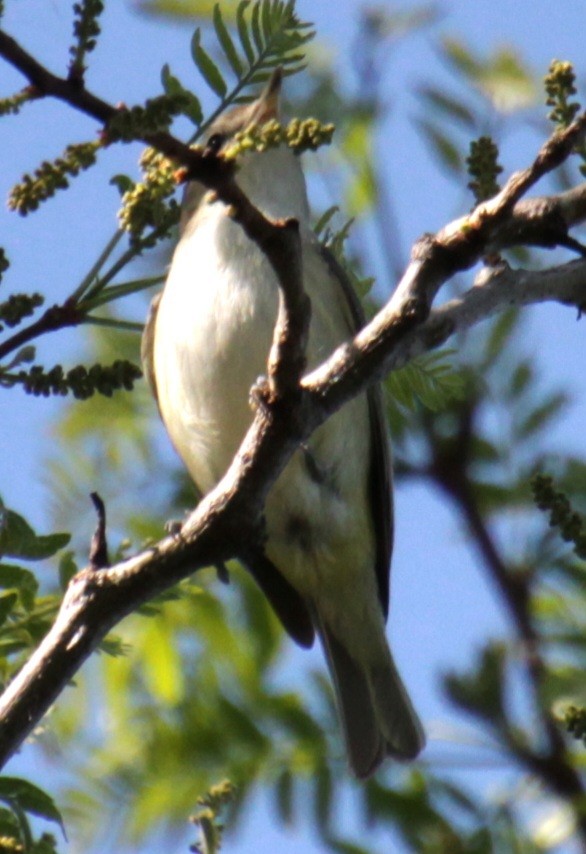 Warbling Vireo (Eastern) - Samuel Harris