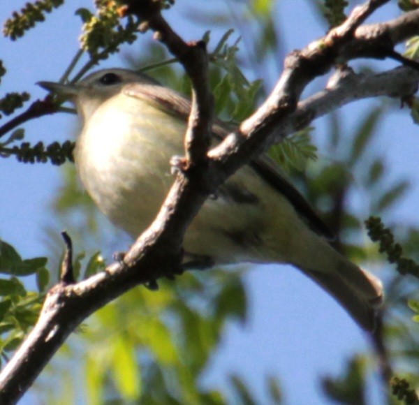 Ötücü Vireo (gilvus) - ML619587631