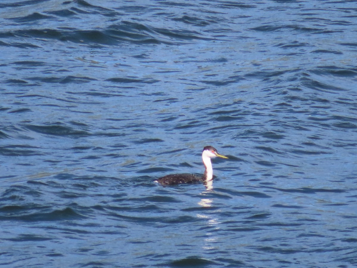 Clark's Grebe - Anonymous