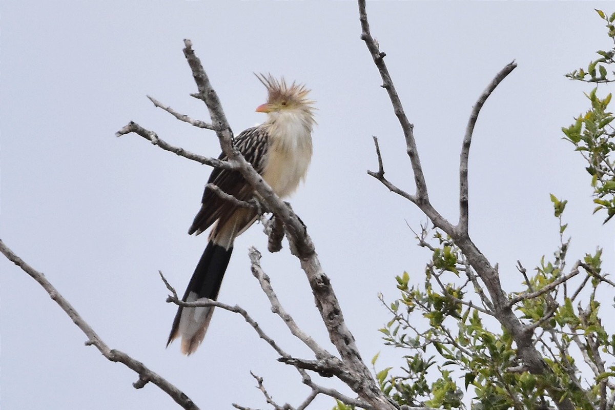 Guira Cuckoo - Juan Bardier