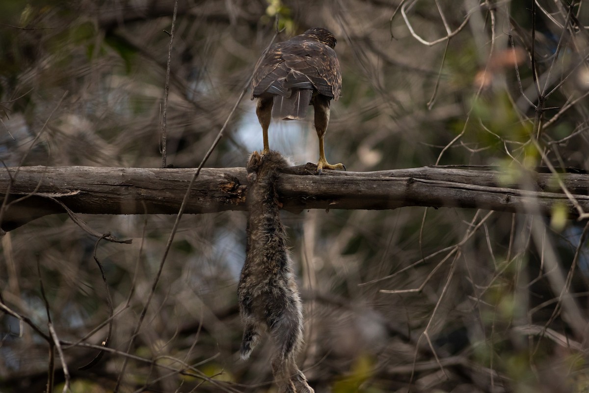 káně Harrisova (ssp. unicinctus) - ML619587640