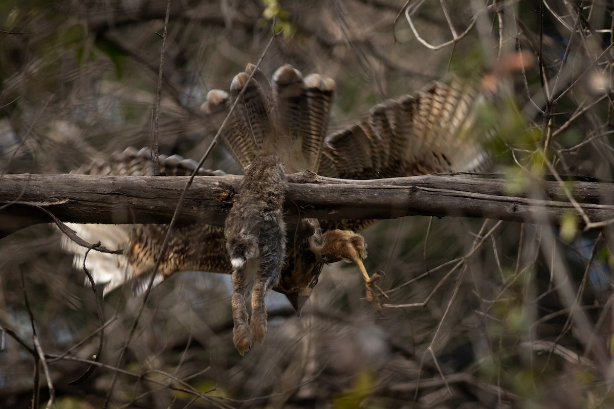 Harris's Hawk (Bay-winged) - Ariel Cabrera Foix