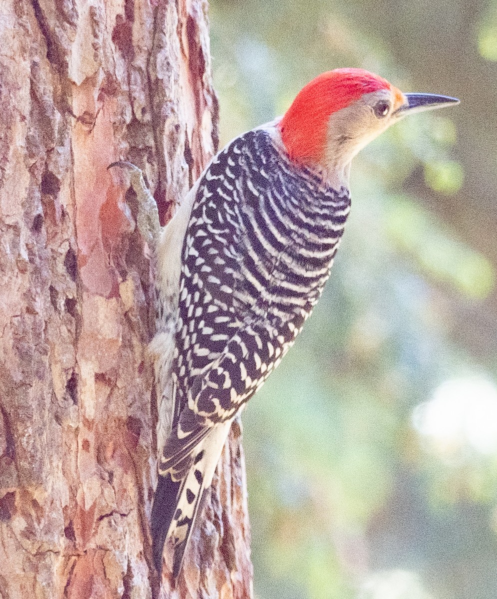 Red-bellied Woodpecker - Lynn Chapman