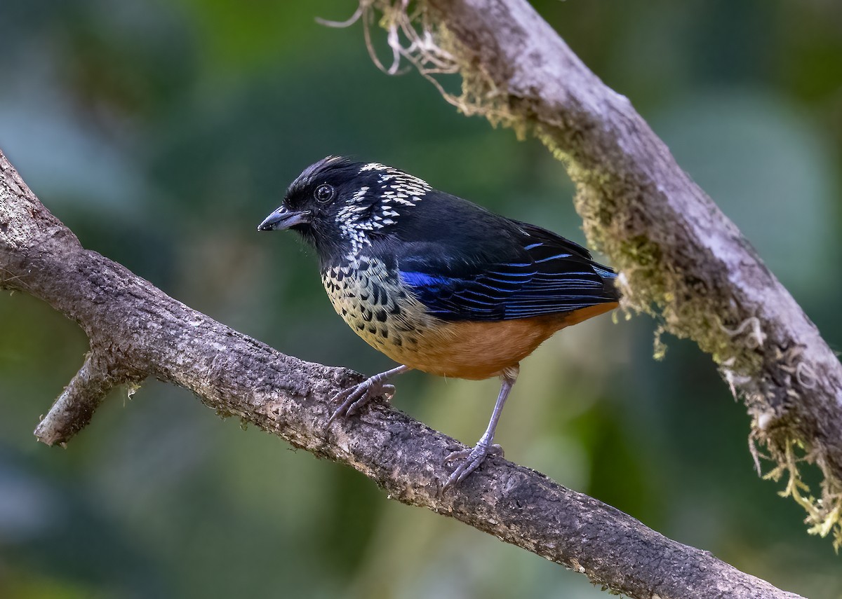 Spangle-cheeked Tanager - Hubert Janiszewski