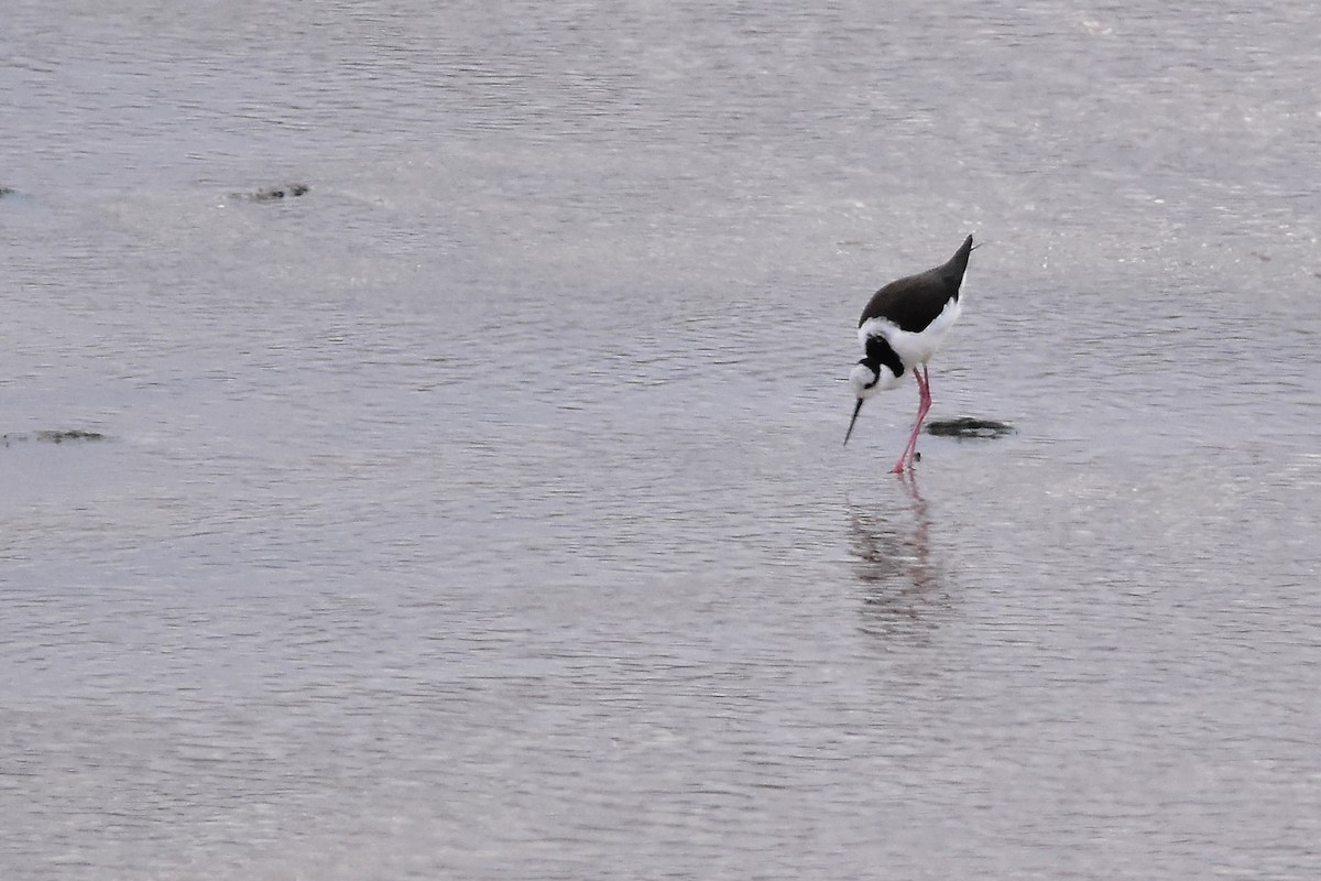 Black-necked Stilt - ML619587648