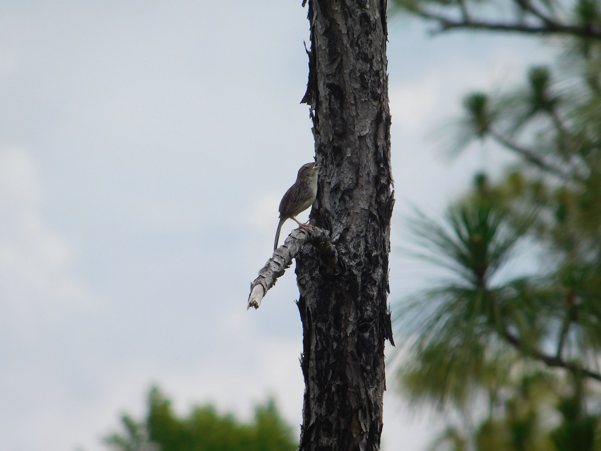 Bachman's Sparrow - ML619587649