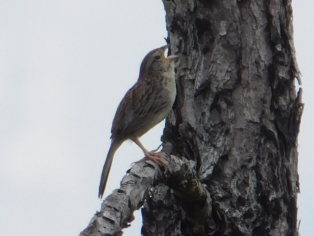 Bachman's Sparrow - Danny Lee