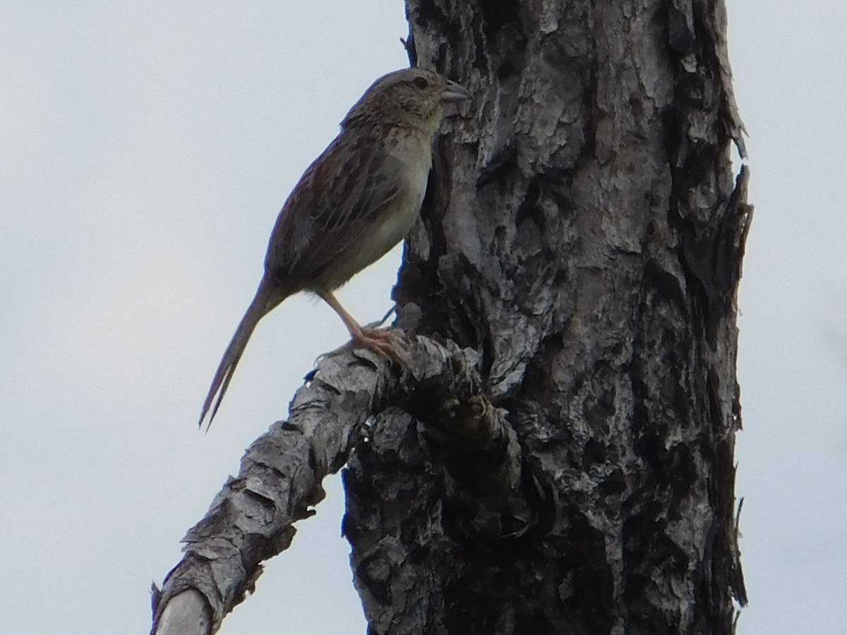 Bachman's Sparrow - ML619587655