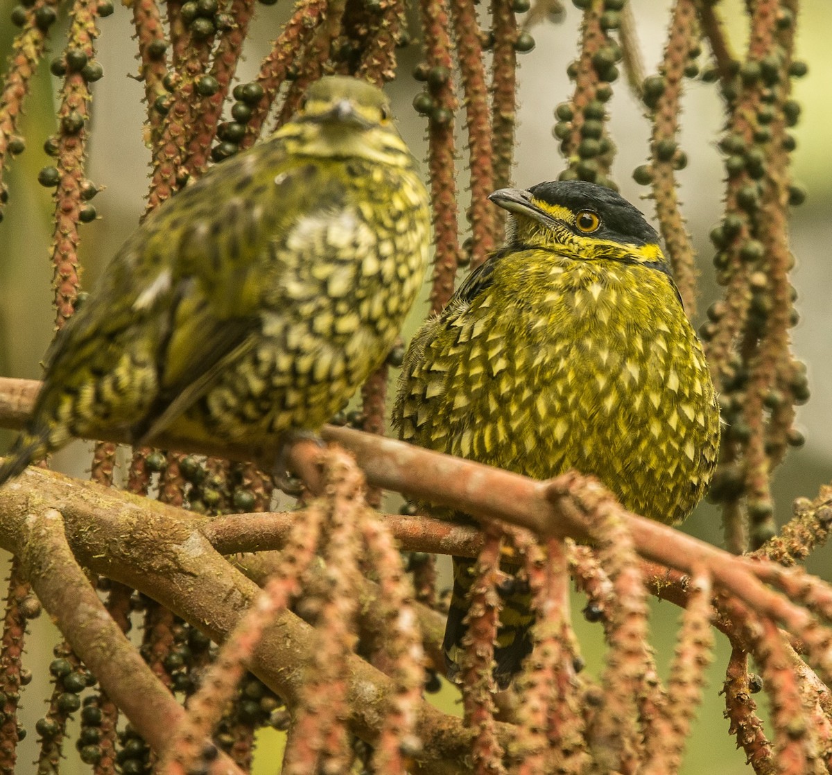 Cotinga écaillé - ML619587662