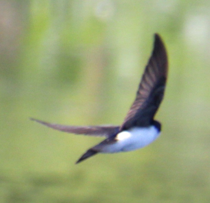 Tree Swallow - ML619587664