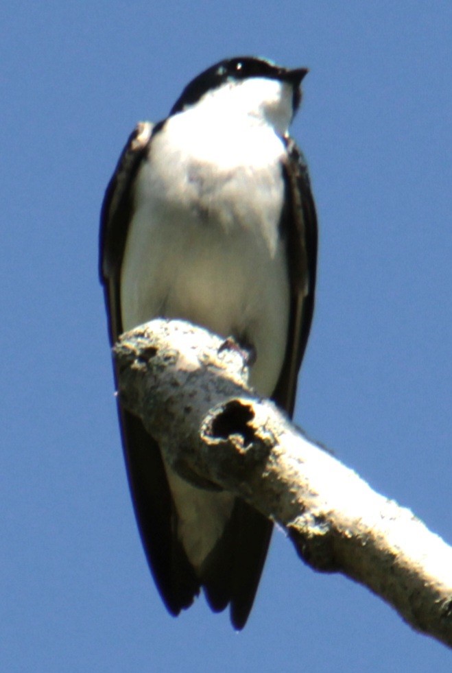 Tree Swallow - ML619587666