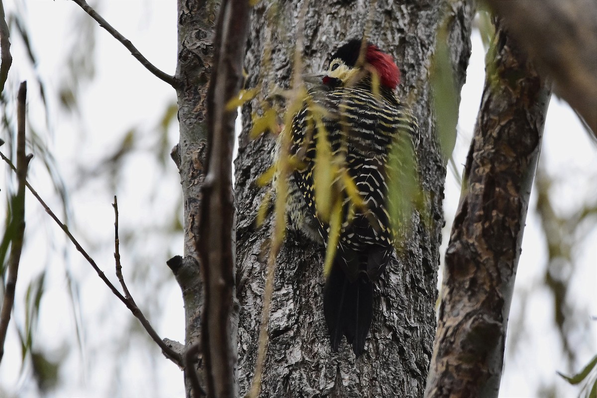 Green-barred Woodpecker - ML619587669