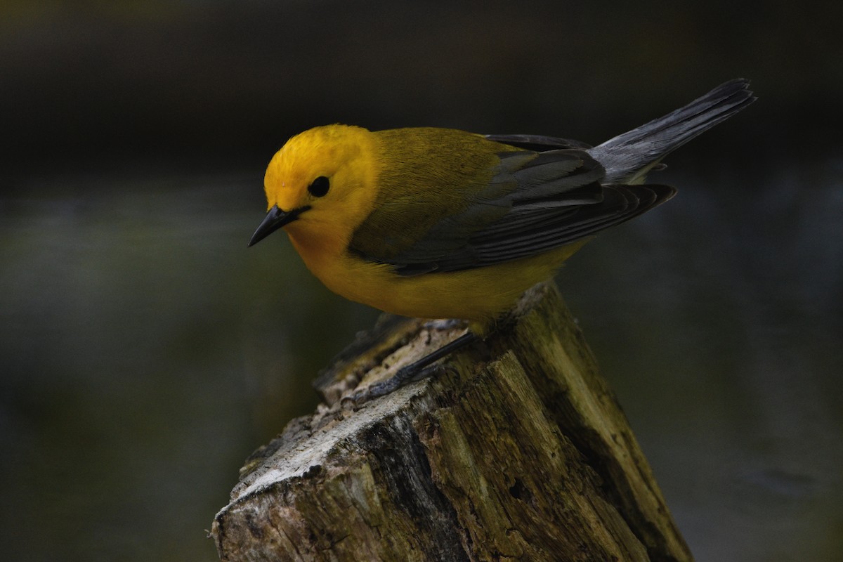 Prothonotary Warbler - Finn O’Brien