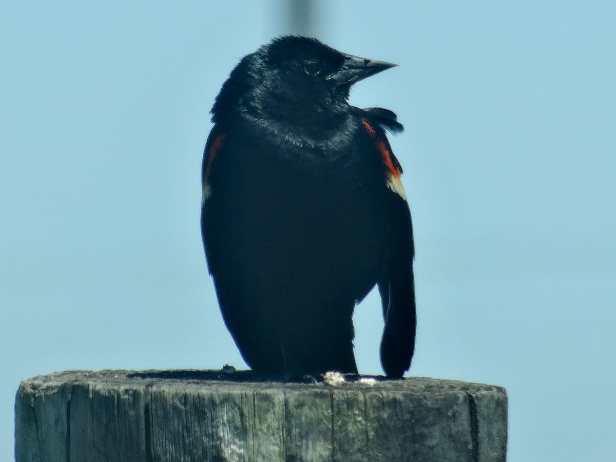 Red-winged Blackbird (Red-winged) - John Tollefson