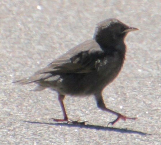 European Starling - ML619587674