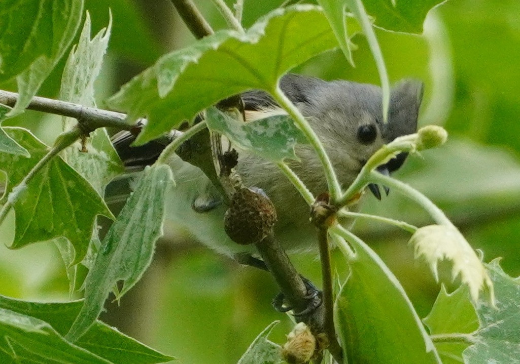 Tufted Titmouse - John McCallister