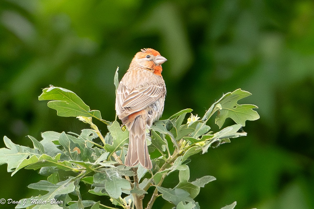 House Finch - Dana Miller-Blair