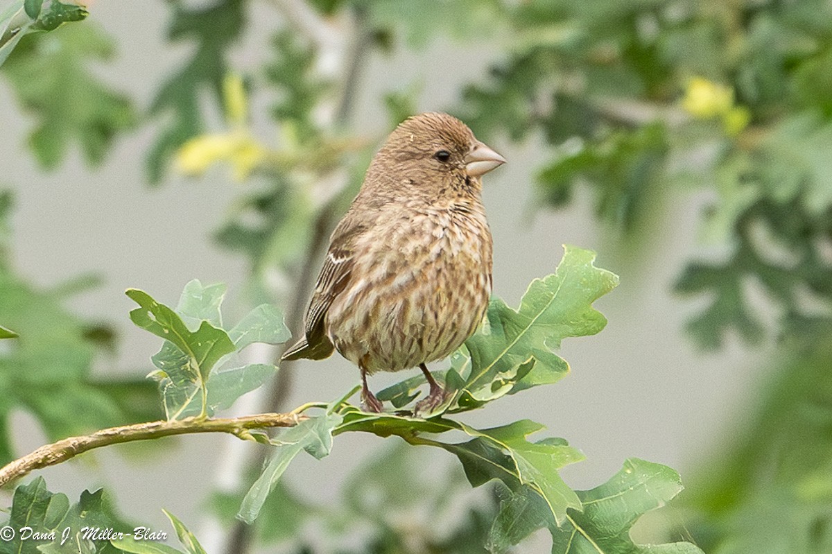 House Finch - Dana Miller-Blair