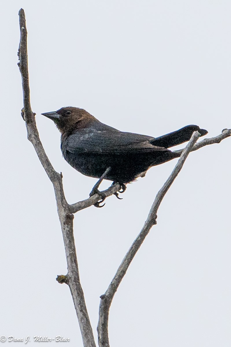 Brown-headed Cowbird - Dana Miller-Blair