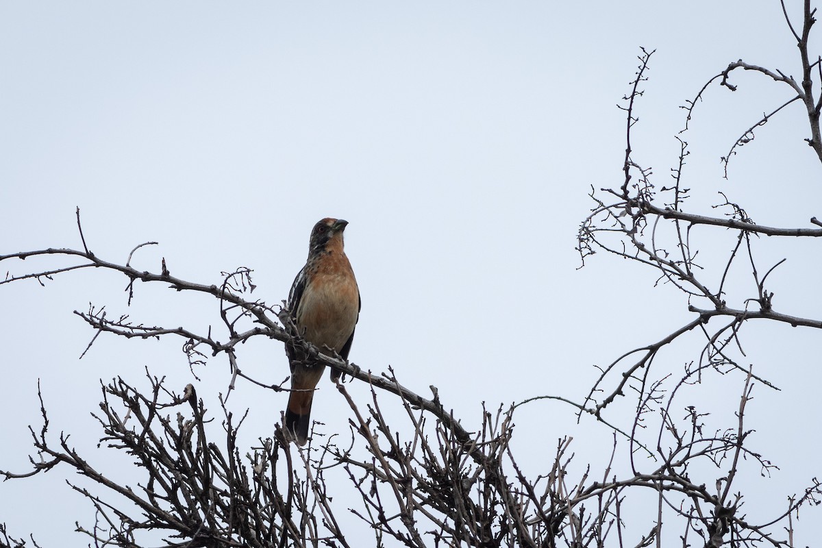 Rufous-tailed Plantcutter - Ariel Cabrera Foix