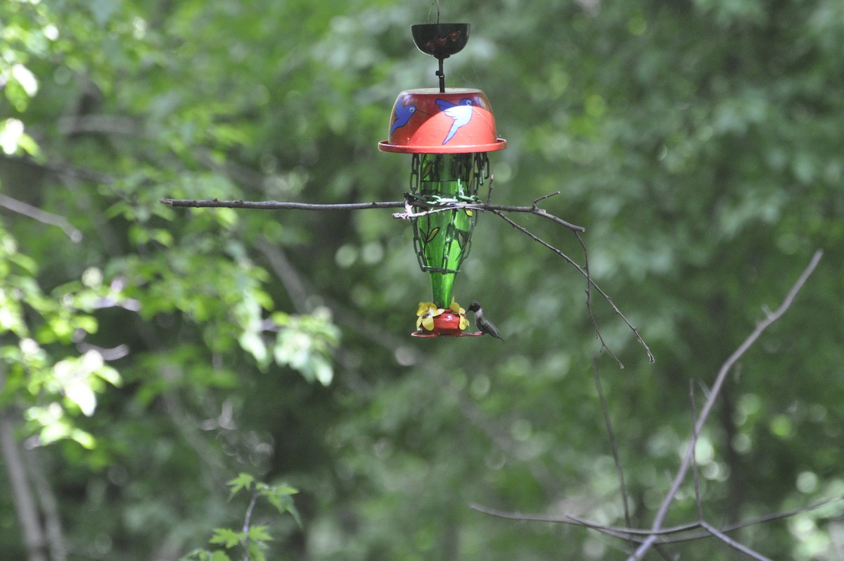 Ruby-throated Hummingbird - Chantal Sauriol