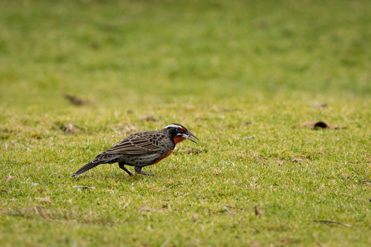 Long-tailed Meadowlark - Ariel Cabrera Foix