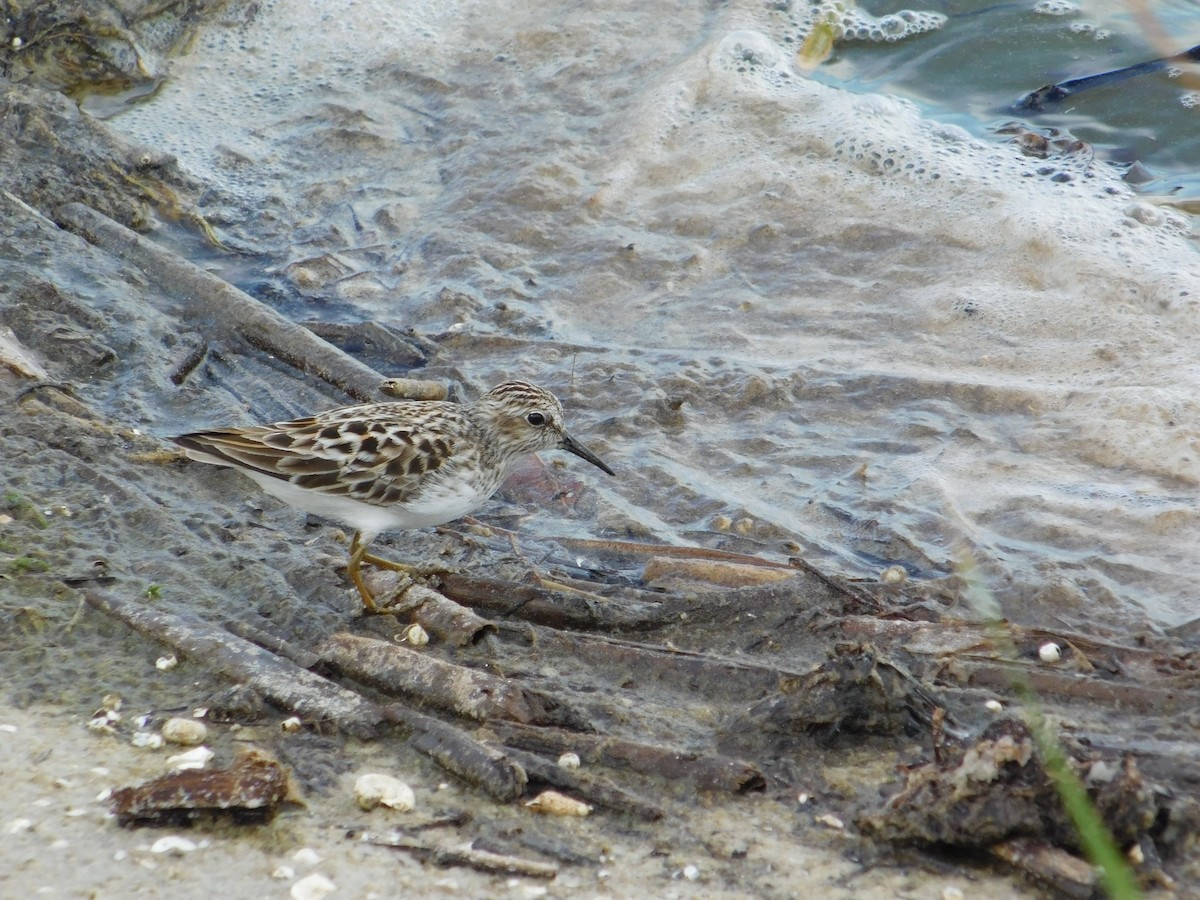 Least Sandpiper - ML619587697