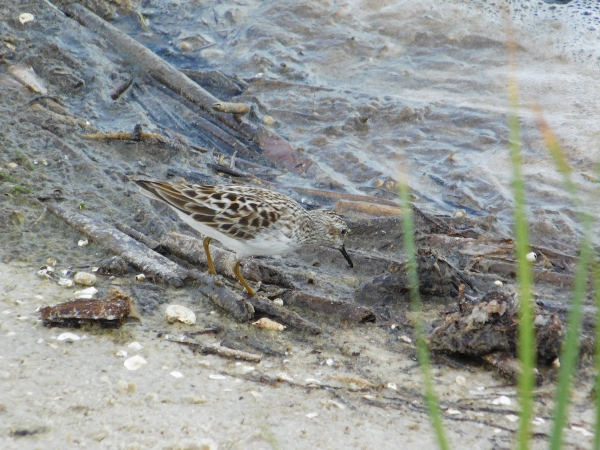 Least Sandpiper - ML619587698