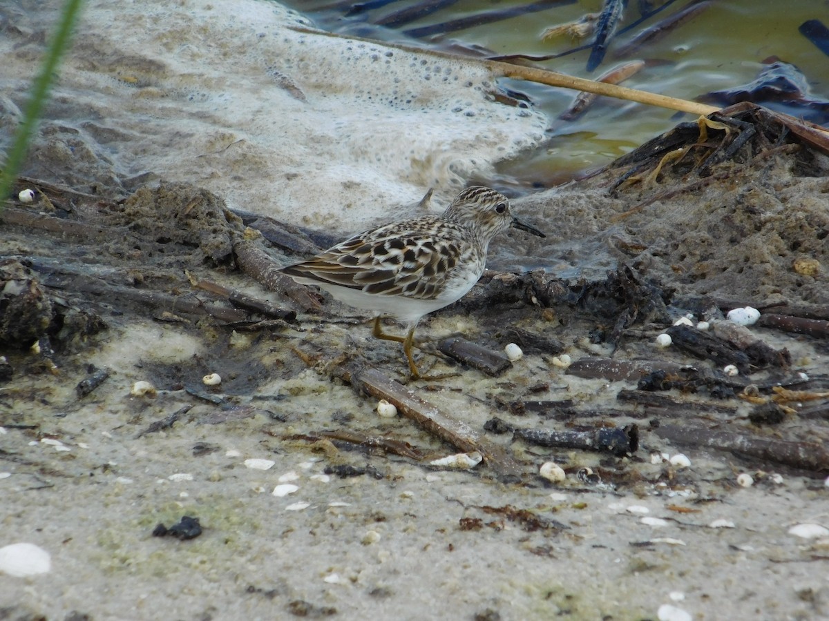 Least Sandpiper - ML619587699