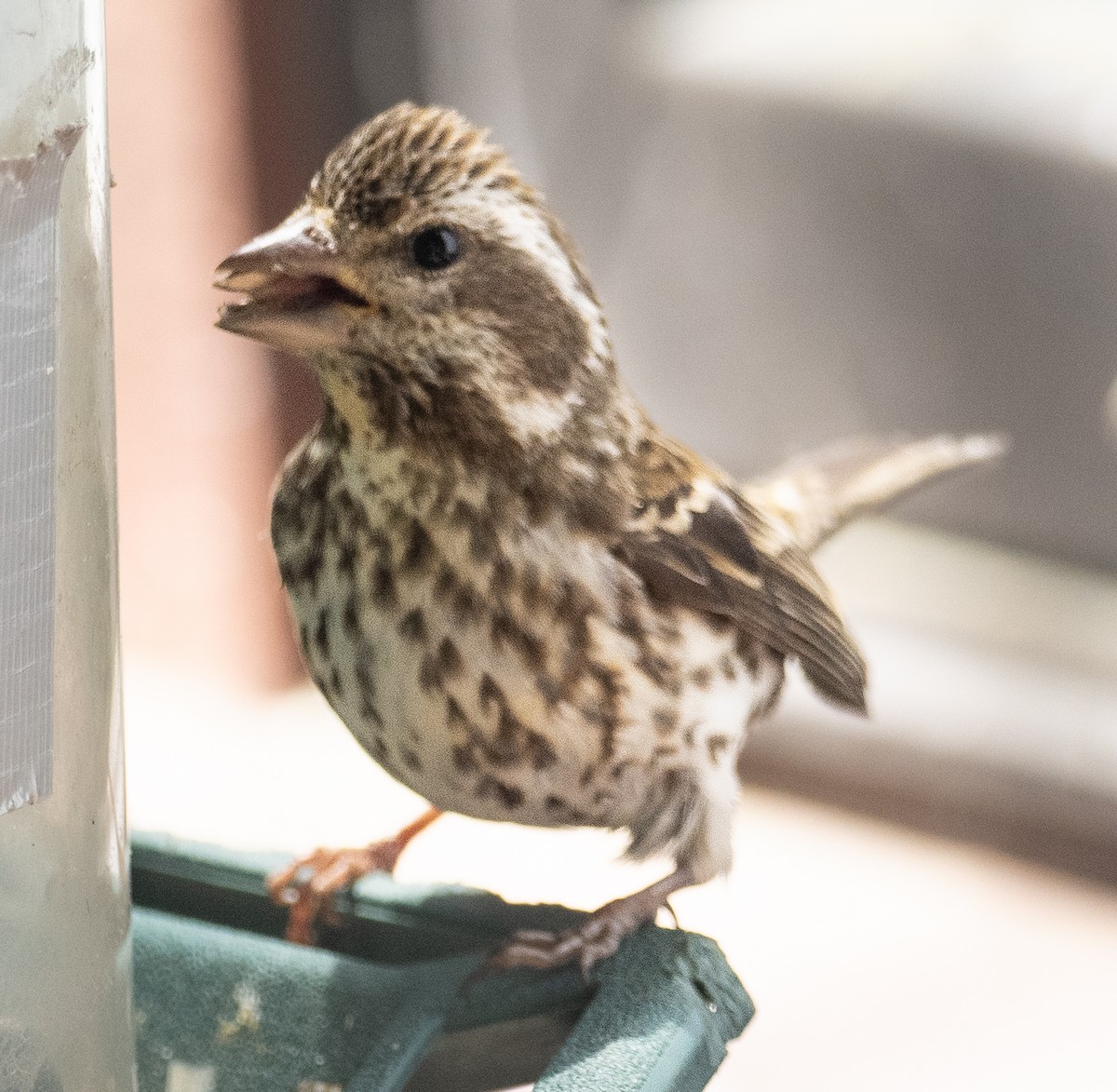 Rose-breasted Grosbeak - Lynn Chapman