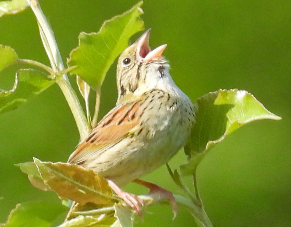 Henslow's Sparrow - Don Gorney