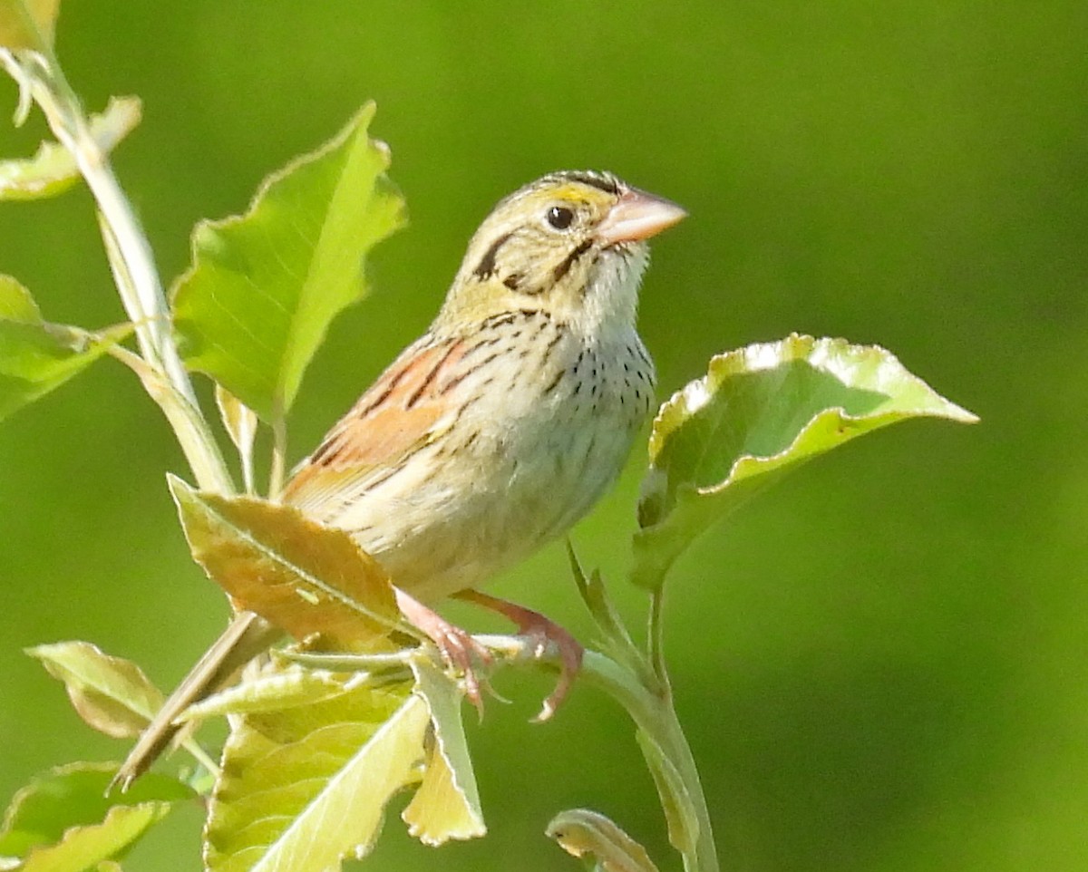 Henslow's Sparrow - Don Gorney