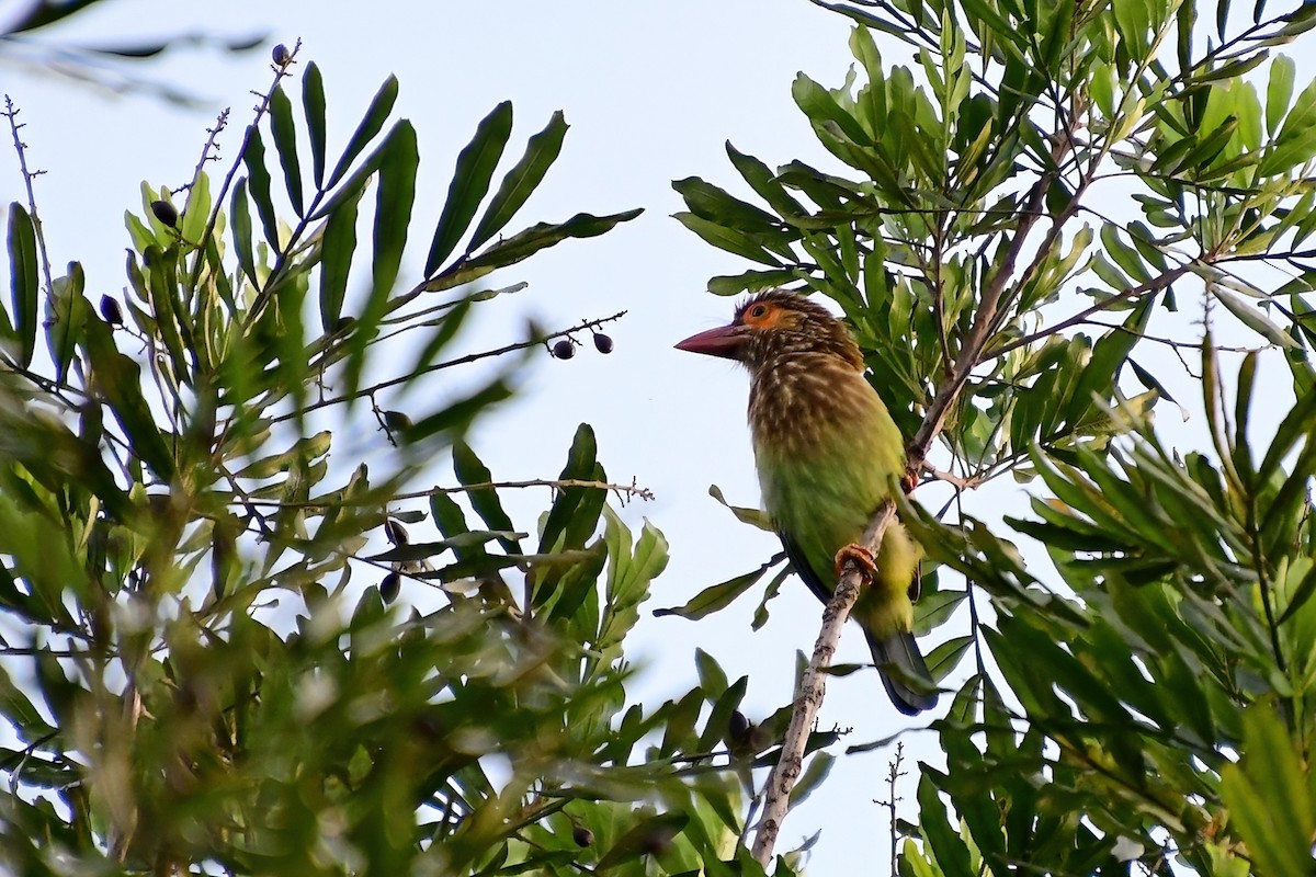 Brown-headed Barbet - ML619587708