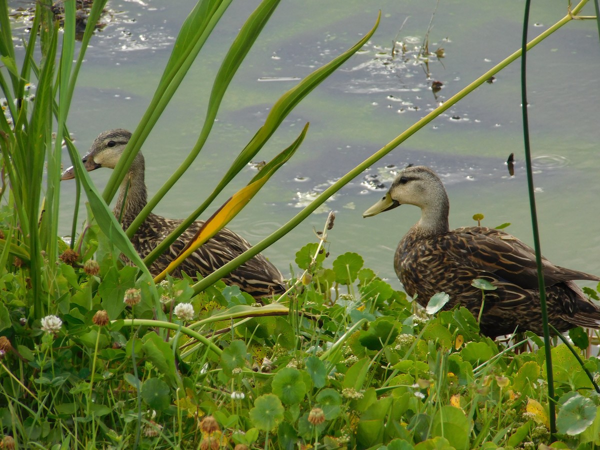 Mottled Duck - ML619587713