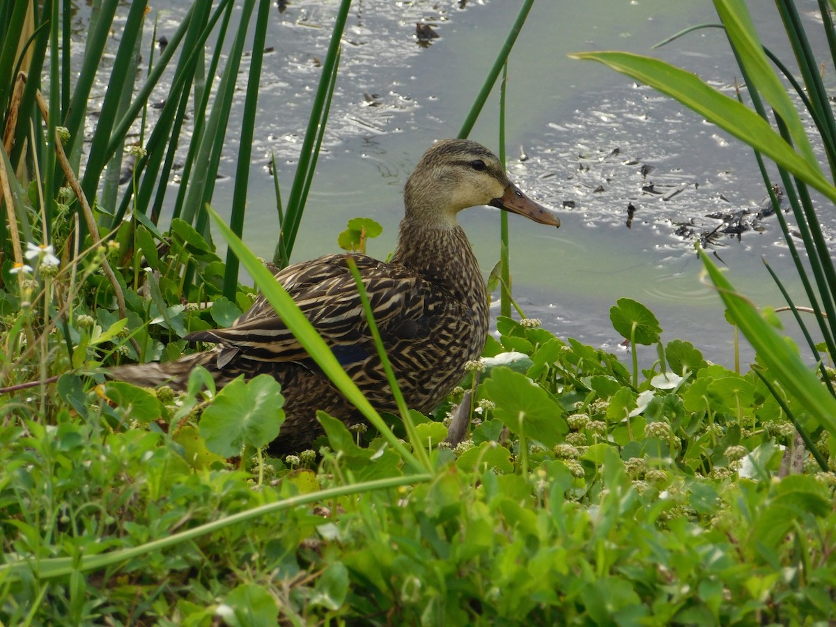 Mottled Duck - ML619587716