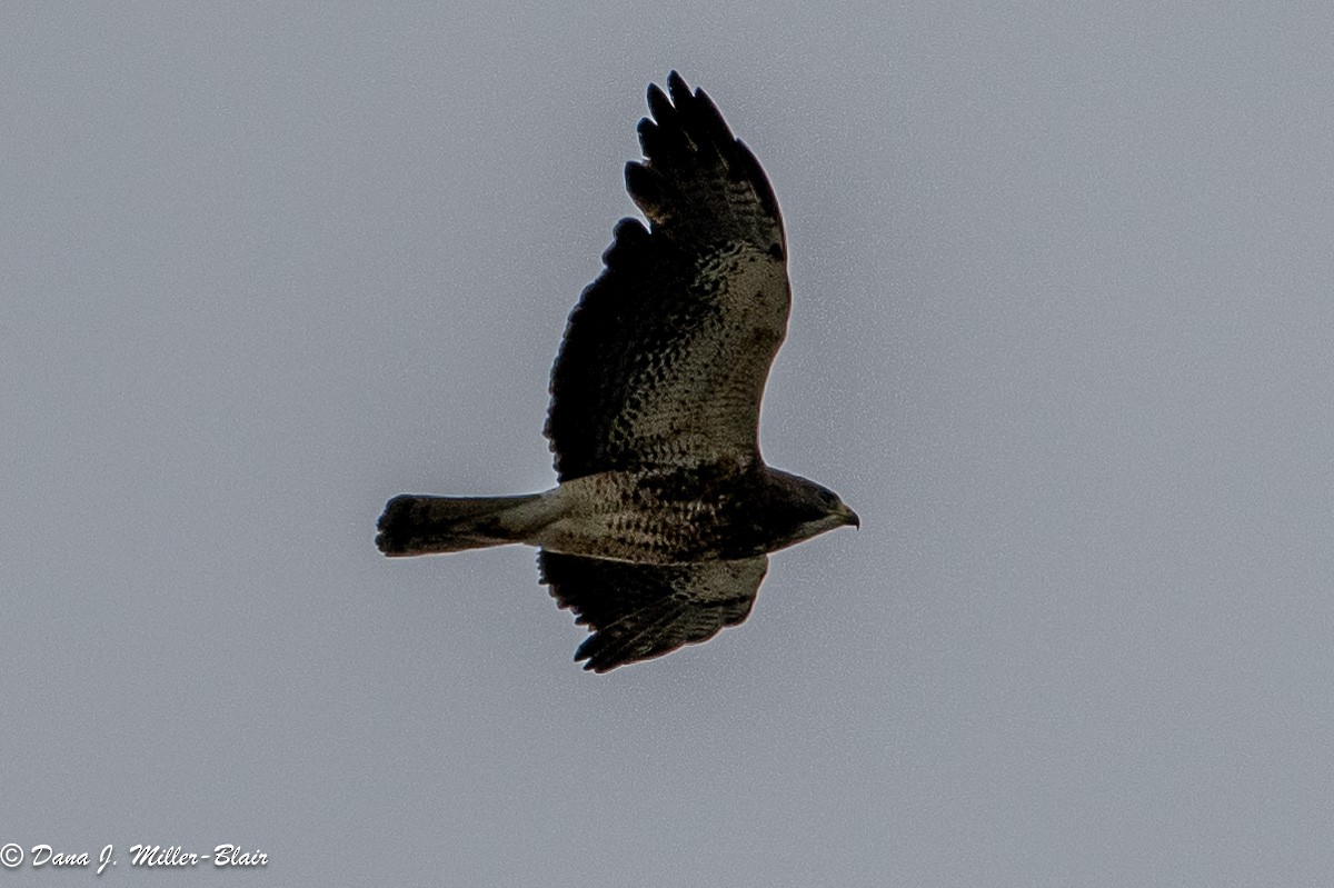 Swainson's Hawk - Dana Miller-Blair