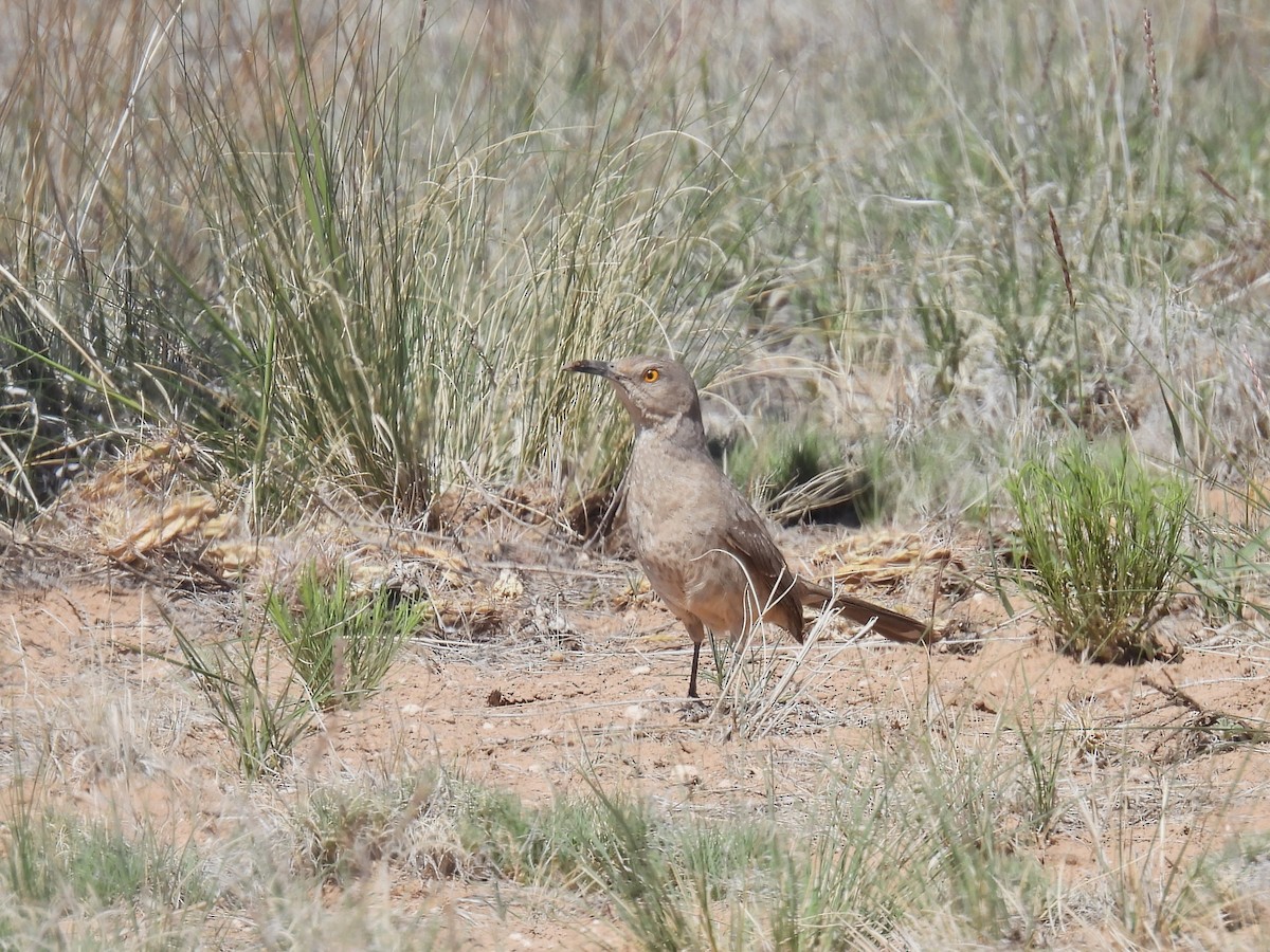 Curve-billed Thrasher - Chris Chappell