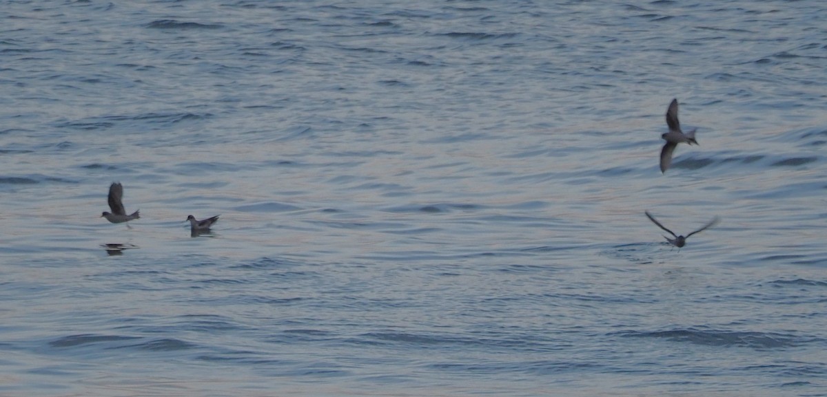 Fork-tailed Storm-Petrel - Dick Cartwright