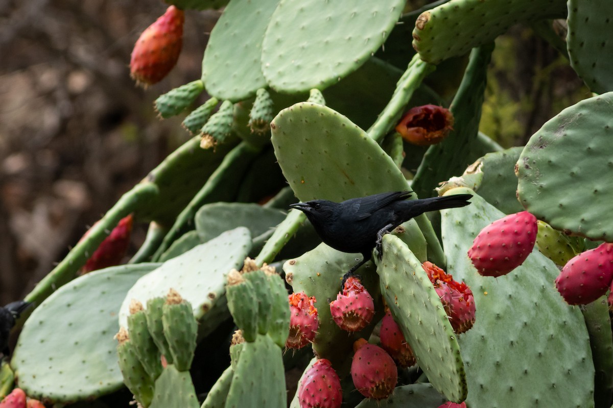 Austral Blackbird - Ariel Cabrera Foix